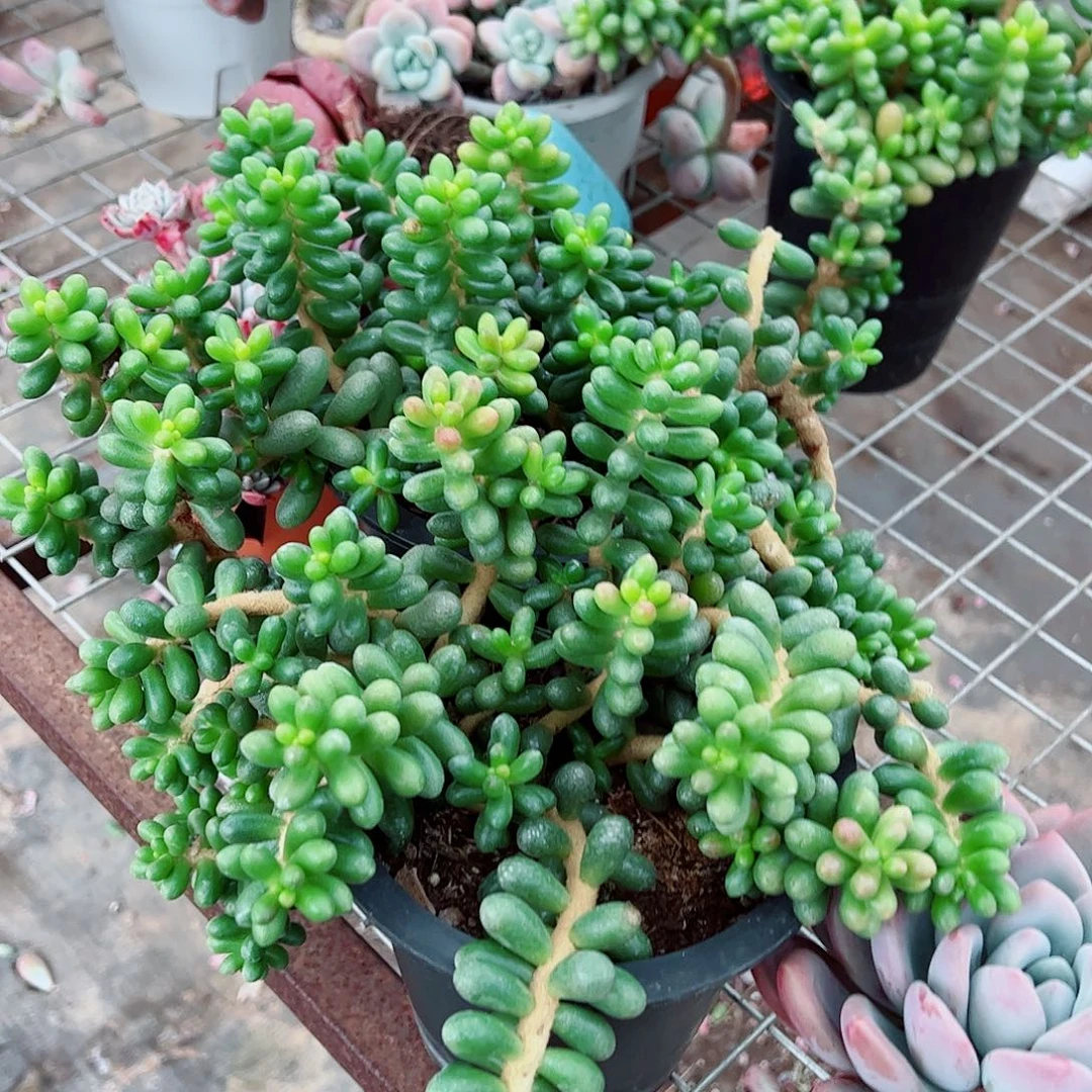 绿龟卵多头群生老桩
