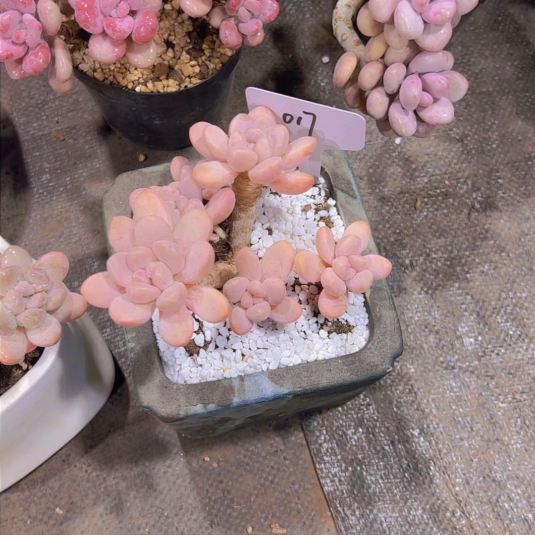 白*驼17香玉。。。。。。。