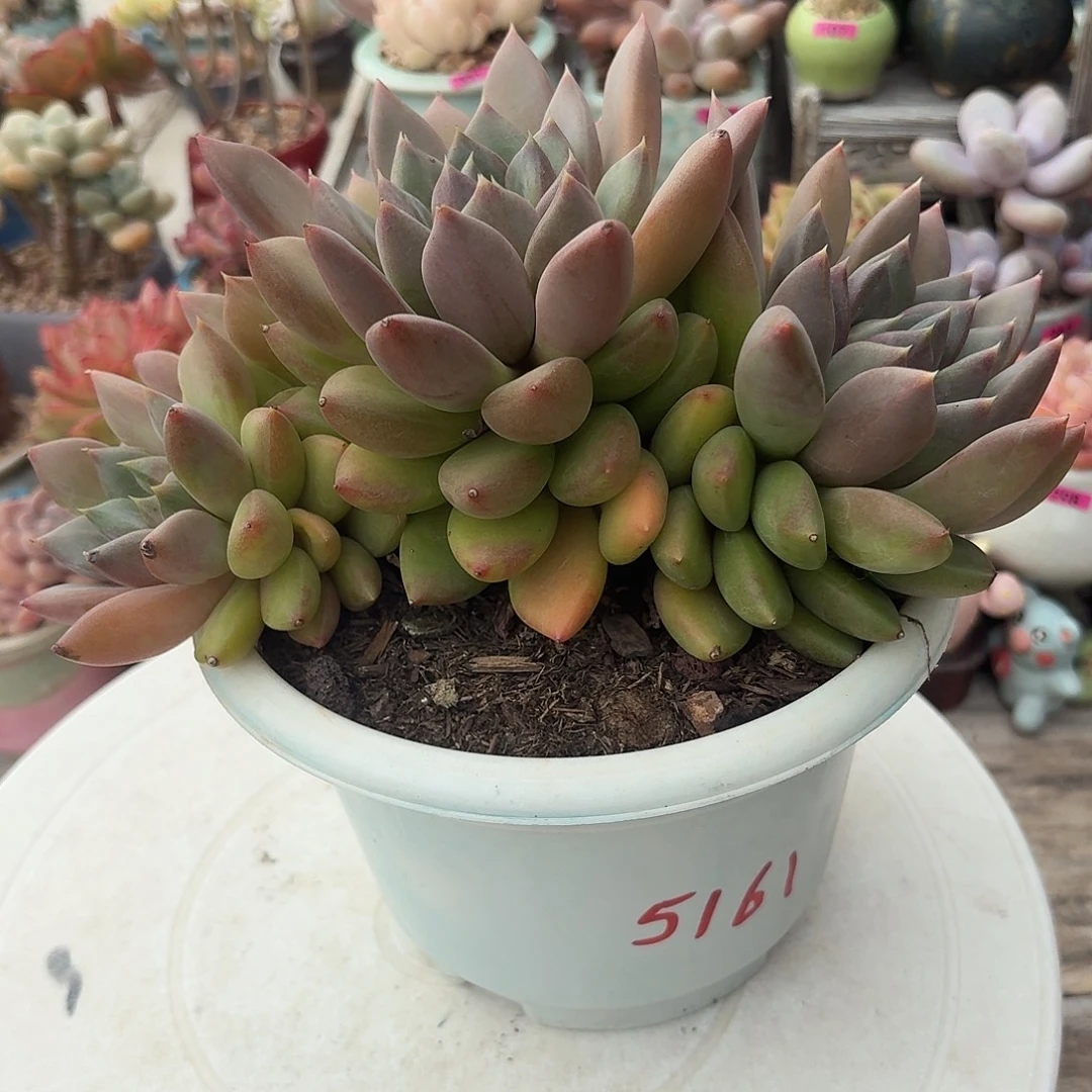 蛋***乐一物一拍编号5161