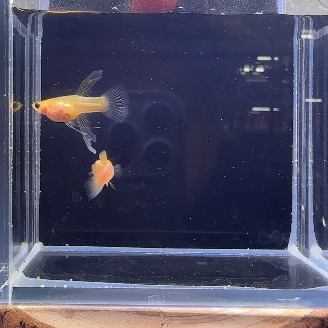 孔雀鱼幻彩粉猫大c一对17
