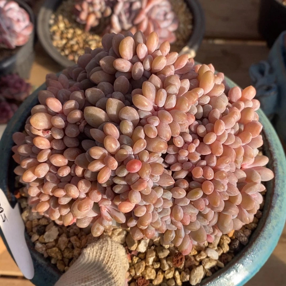 满天星空粉粉缀缀