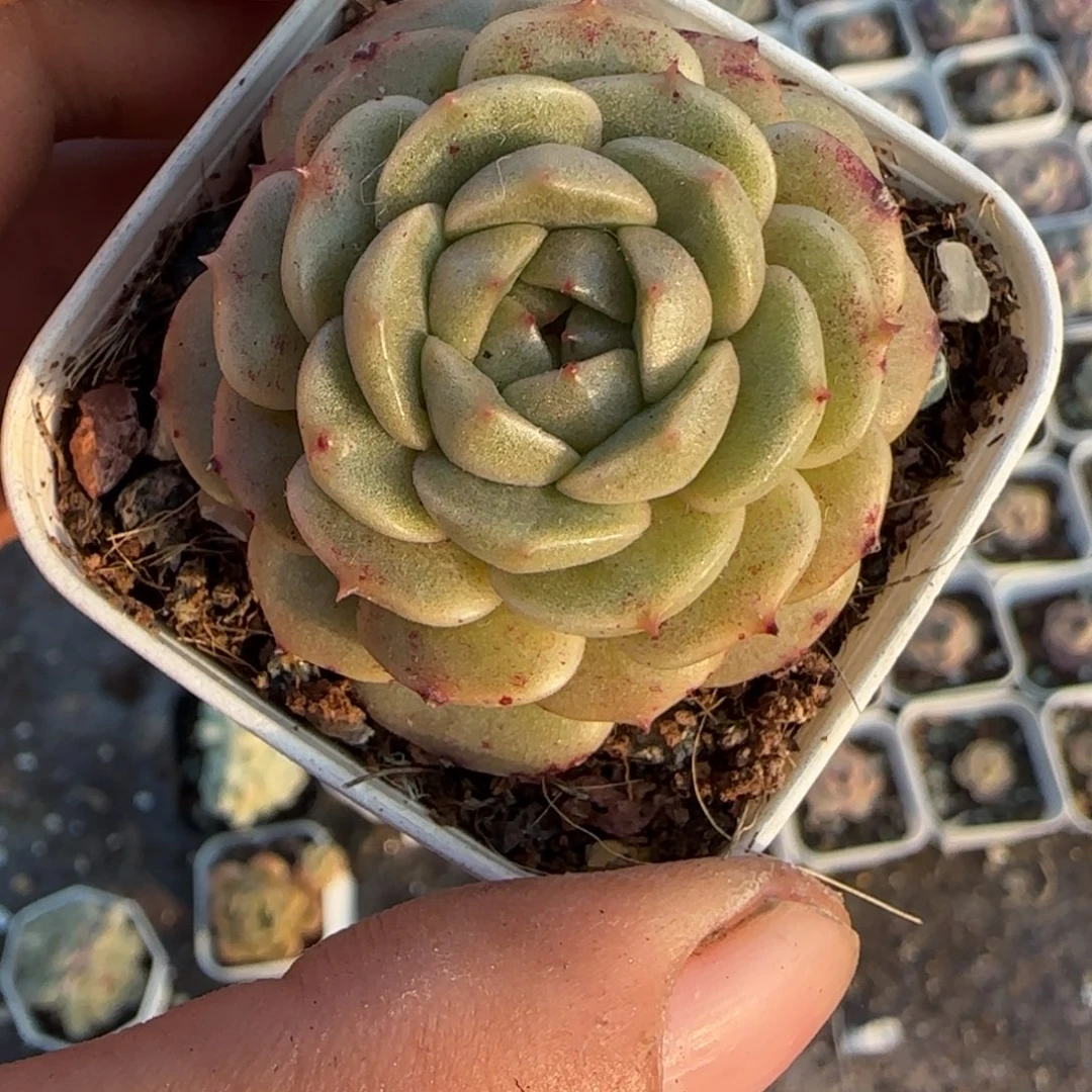 多肉小卡拉米糖心一物一拍