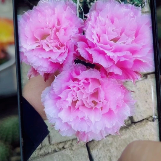 下48彩草新粉洛歪无根侧芽5公分左右20包邮