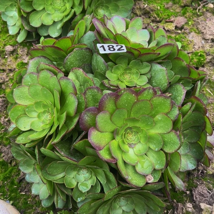182多肉植物法师