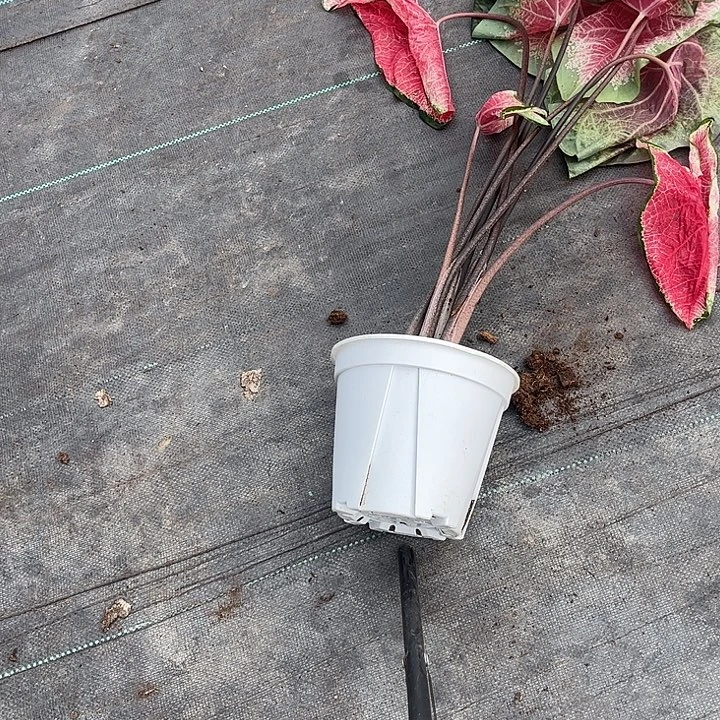 无花朵红桃A不带叶子