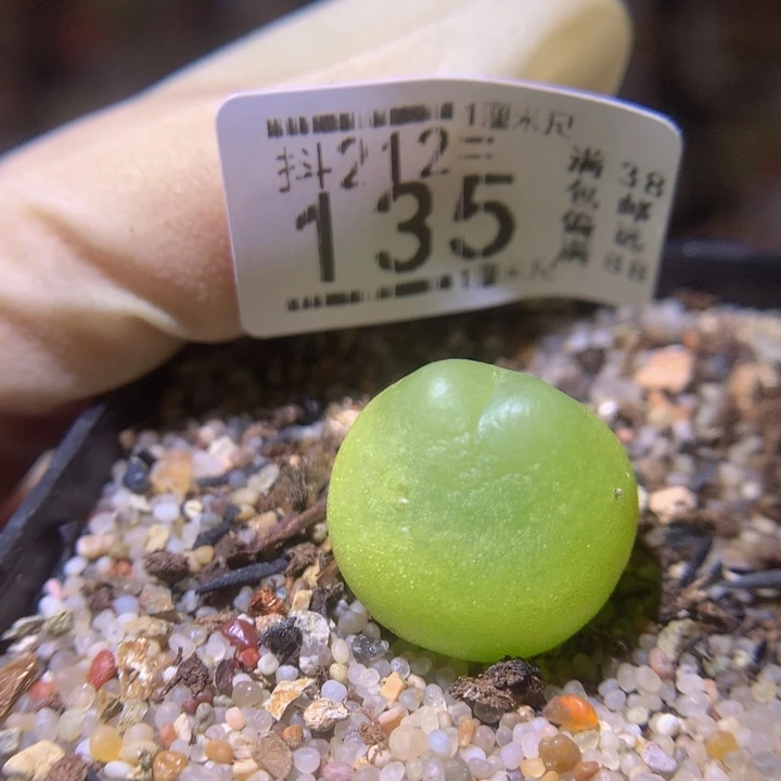 1*6生石花多肉212.135