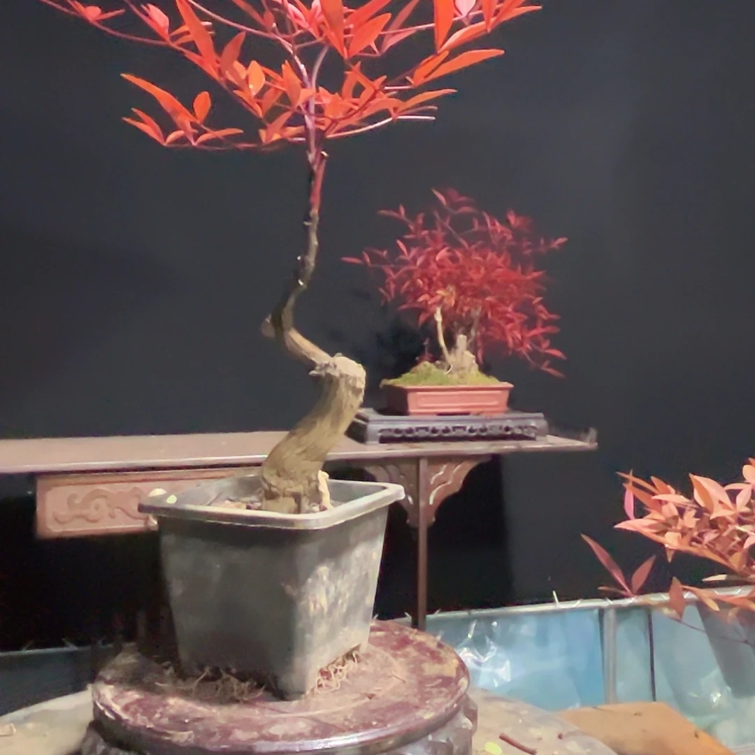 不开花植物0000016