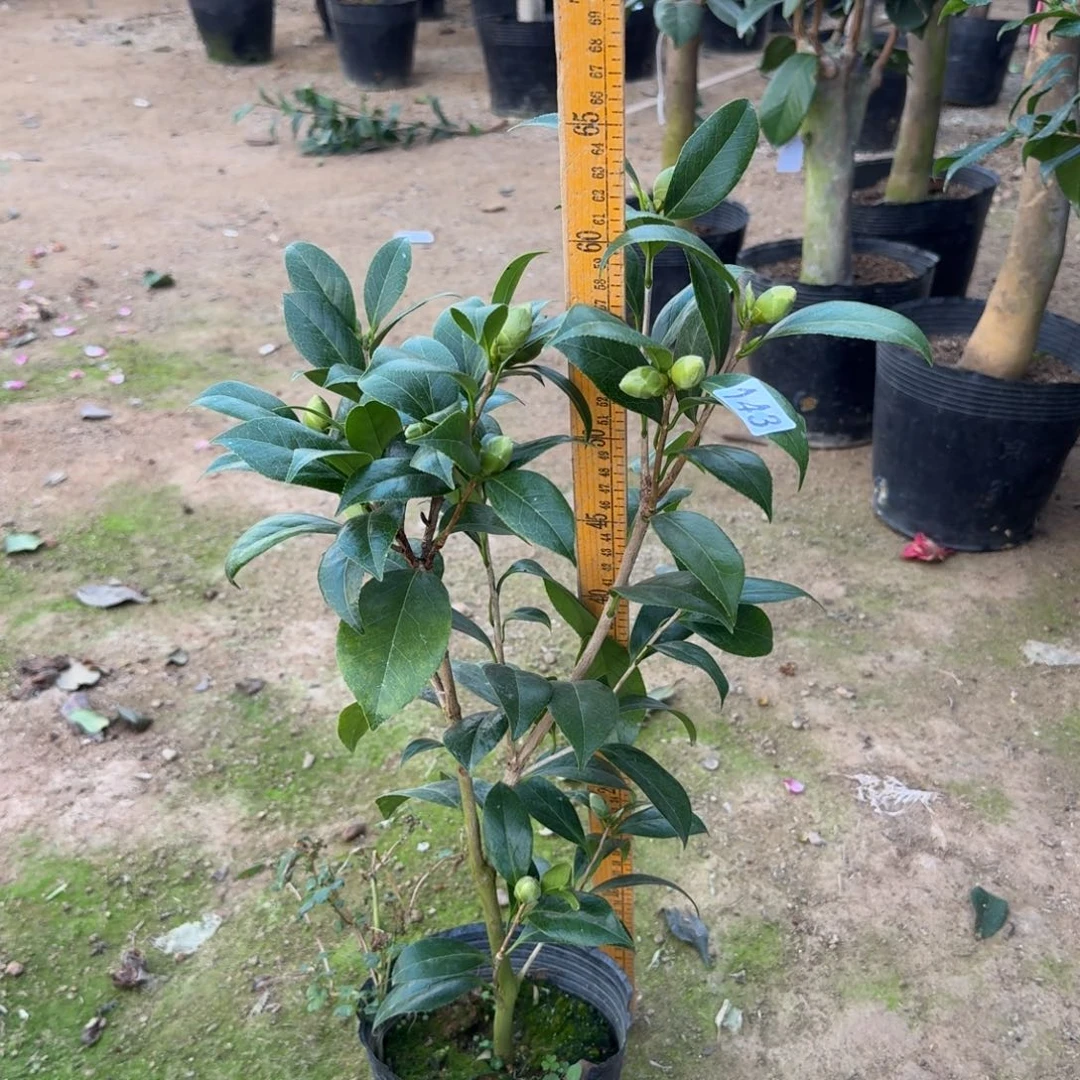 少量花朵（建议范围：2朵-5朵 或40%以下）143花鹤翎