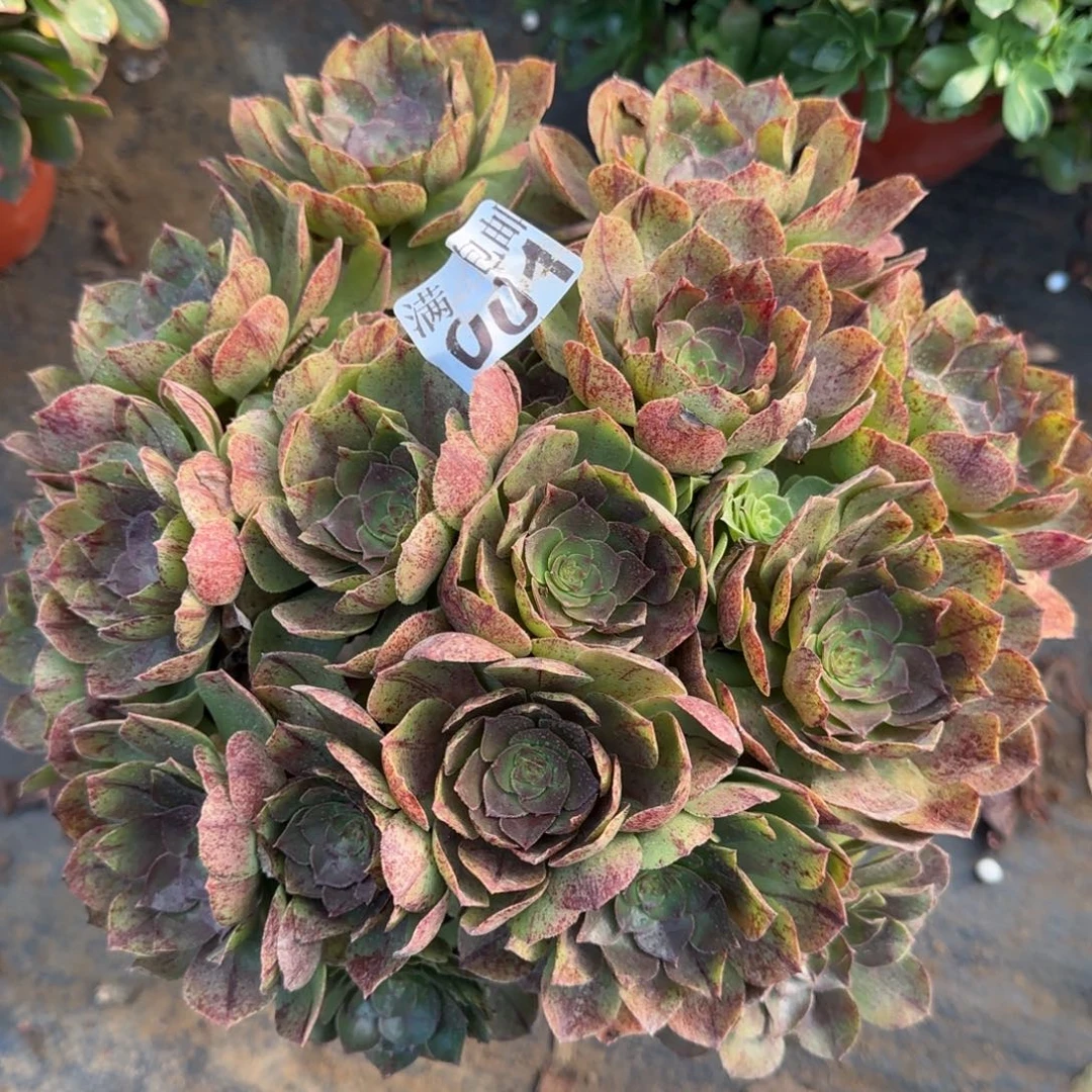 万拉丝001满20包邮断枝不包