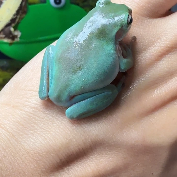 老爷树蛙素皮专拍