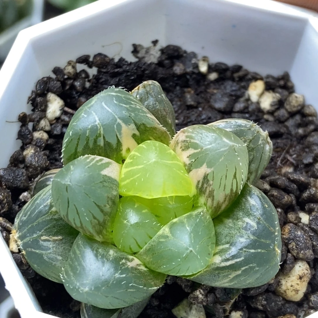 大窗玉露锦一物一拍