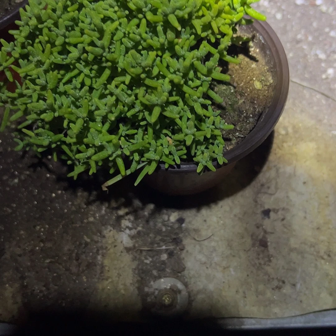 (***)枝干番杏蜜橘大盆