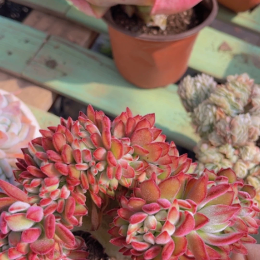 【闪购商品】红兔耳缀08132