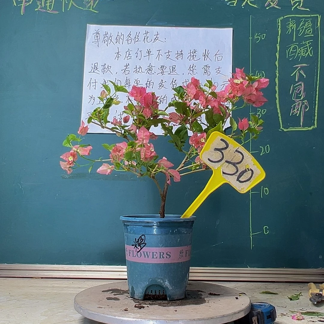 当前无花栽培后可以开花绿叶米罗 330