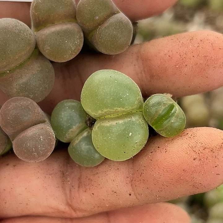 用***0892号风铃6颗多肉植物