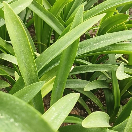 v***滚完全开放莓果4+两颗