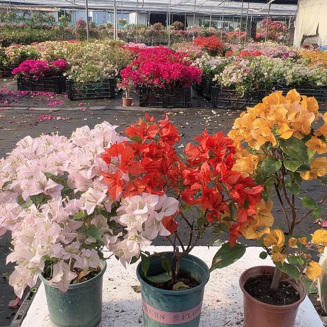 大部分花苞少量开放苹果花，红桑巴，加州黄组合