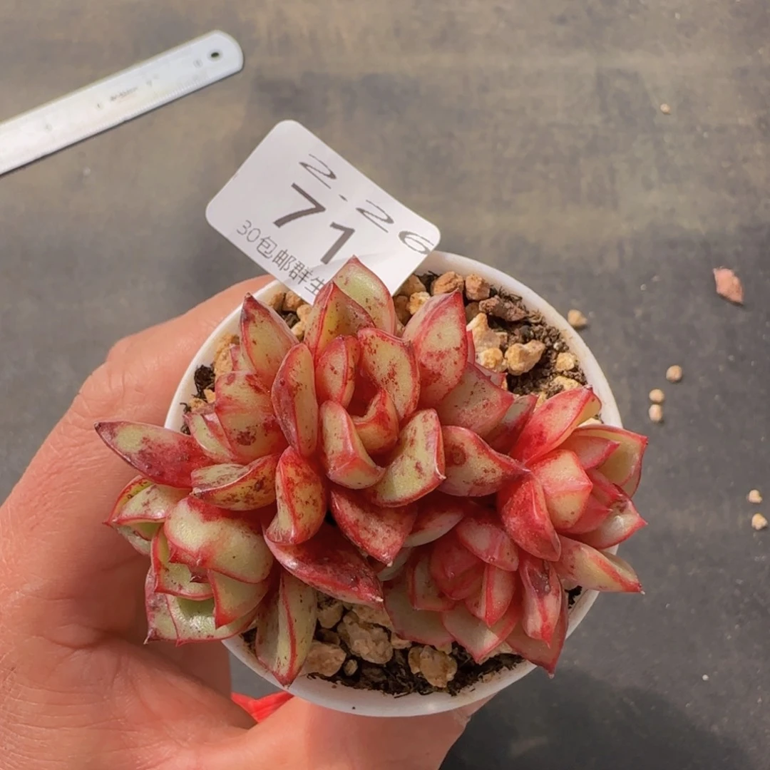 榕*姐新品六头朵朵缀一颗