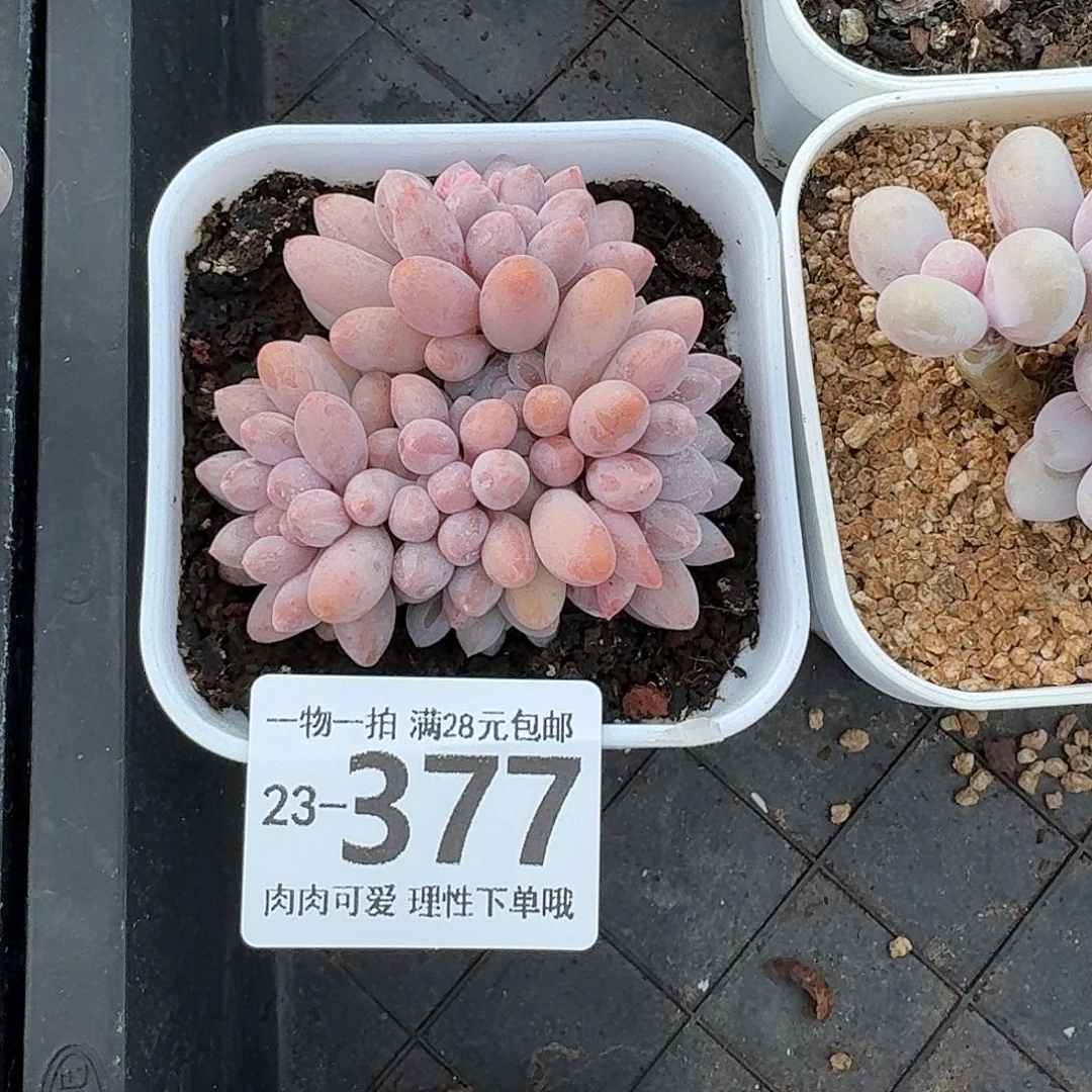 婴儿手指无盆土发货无