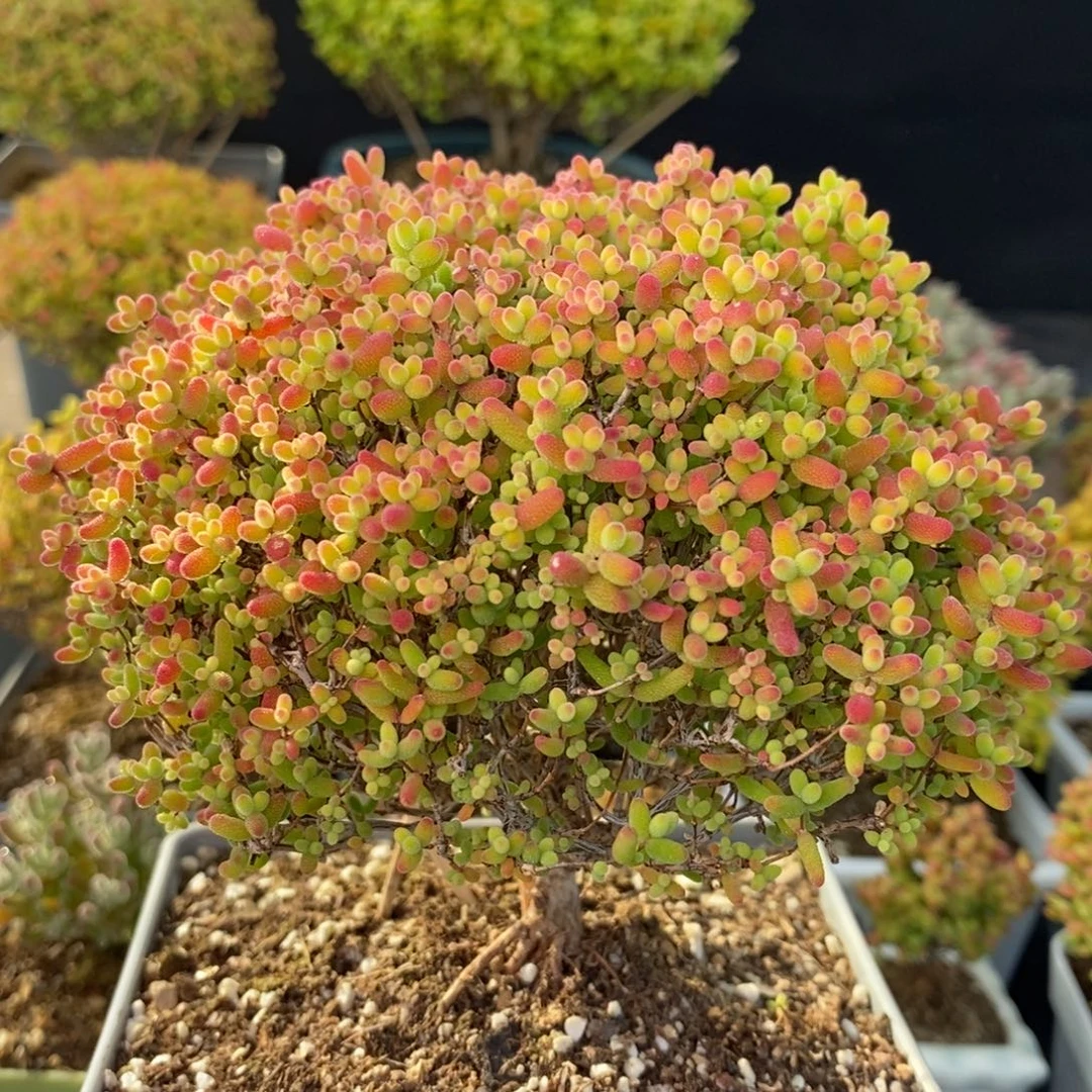 1450蜜橘糖球 。