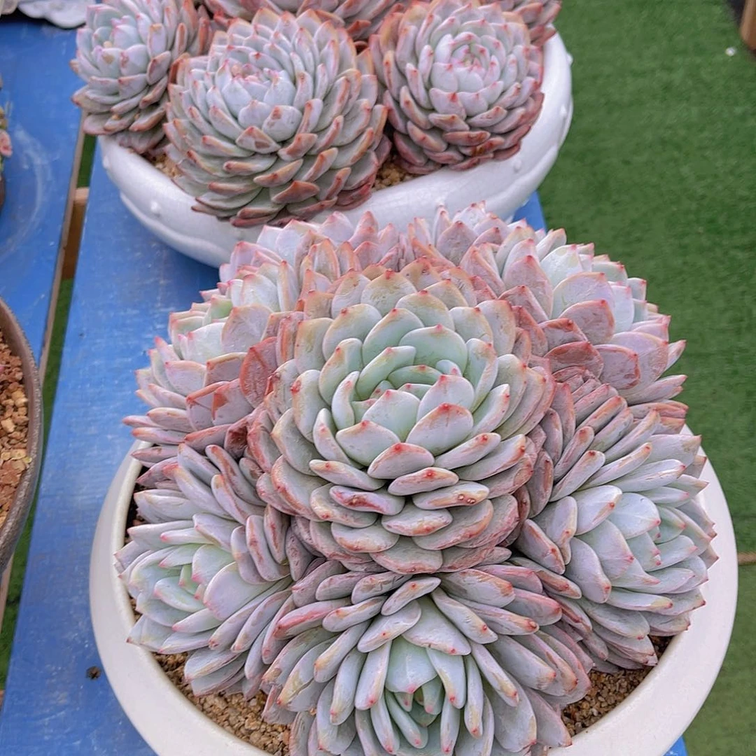 ㊗️**多肉橙子栋姐不带盆