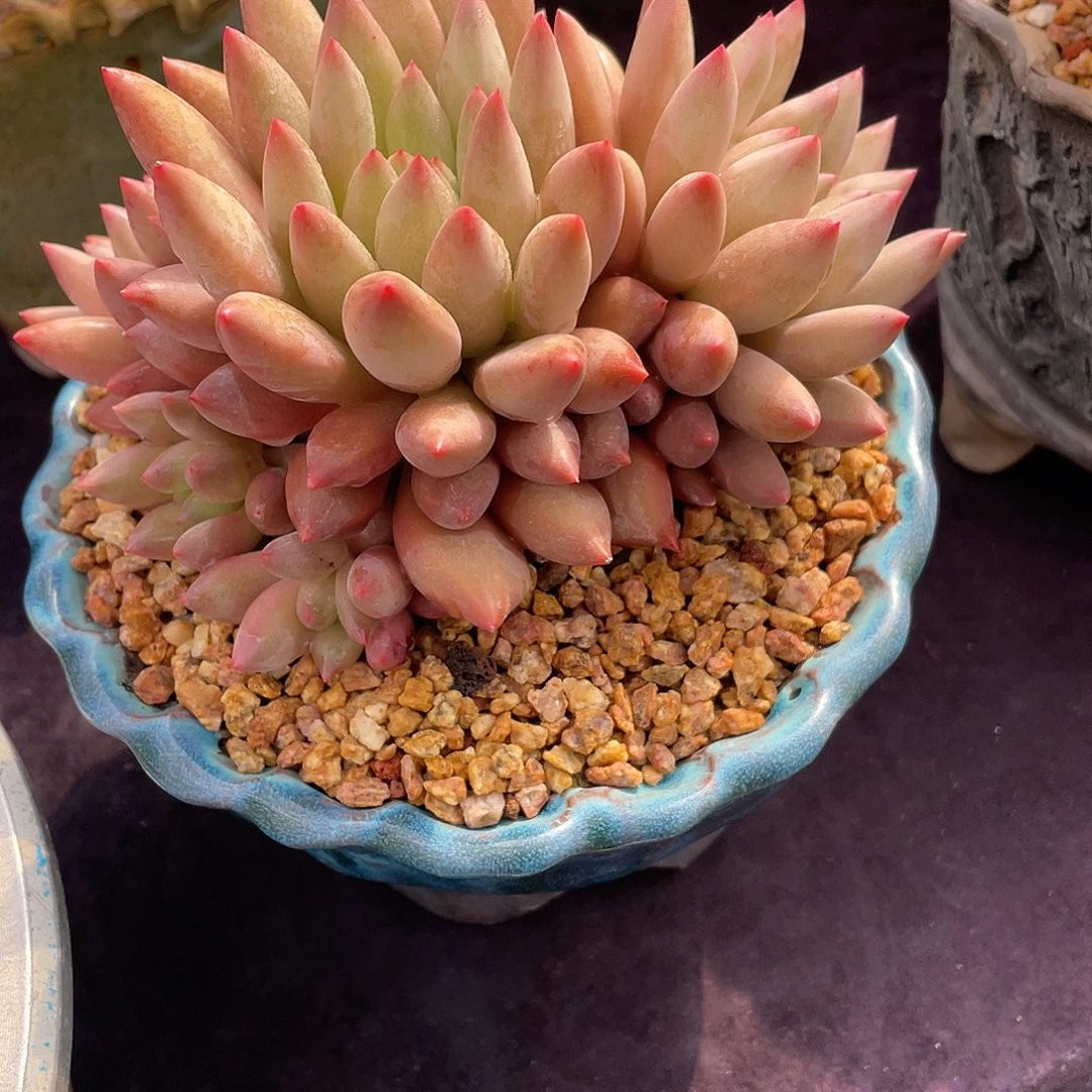 我****?多肉植物脱土包邮