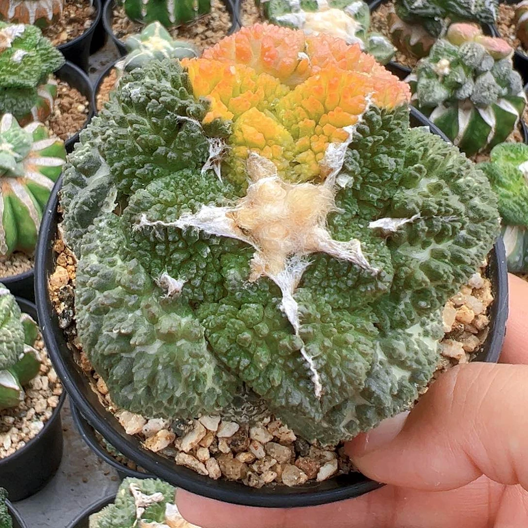 苗接牡丹锦，尺寸8厘米