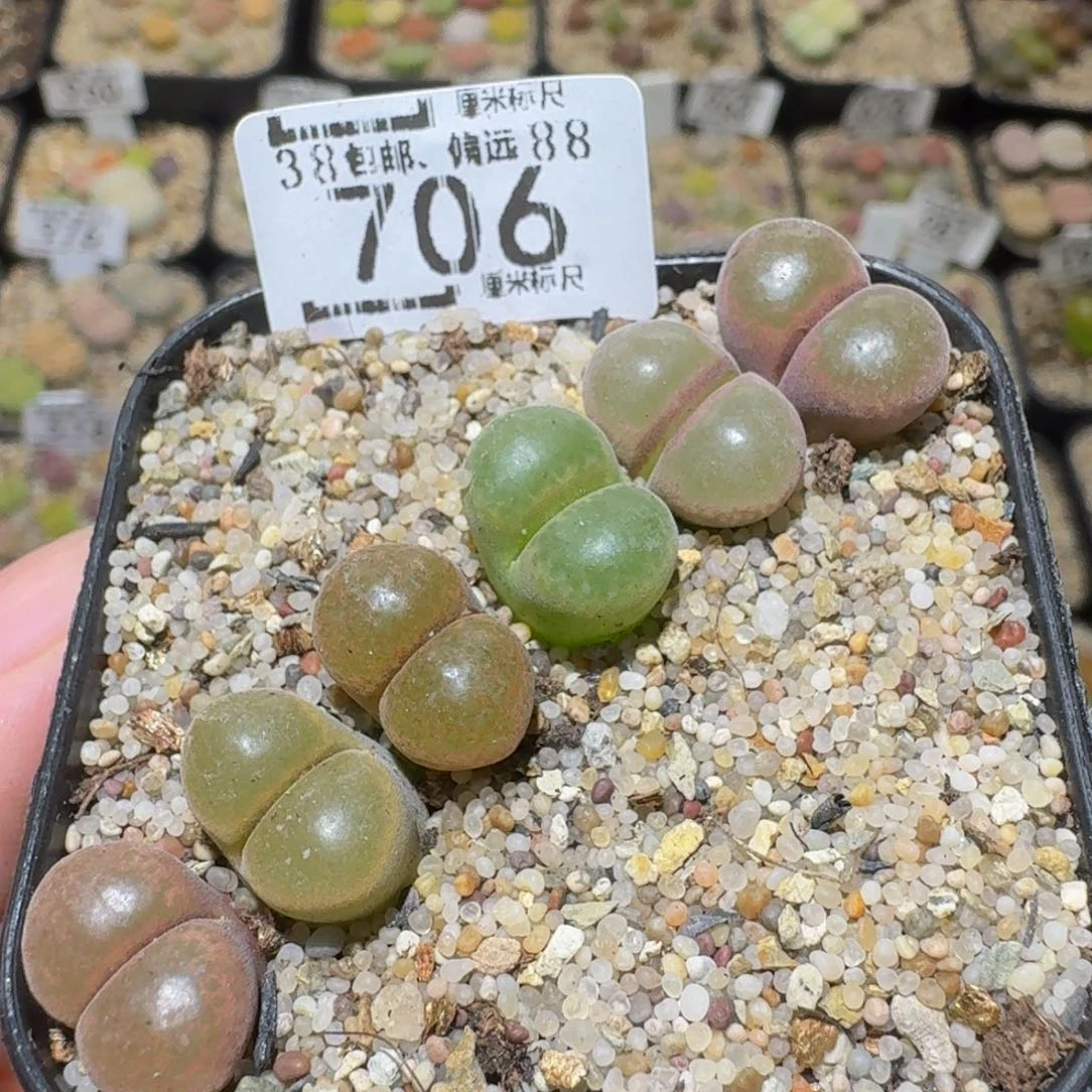 Ssss精品生石花706