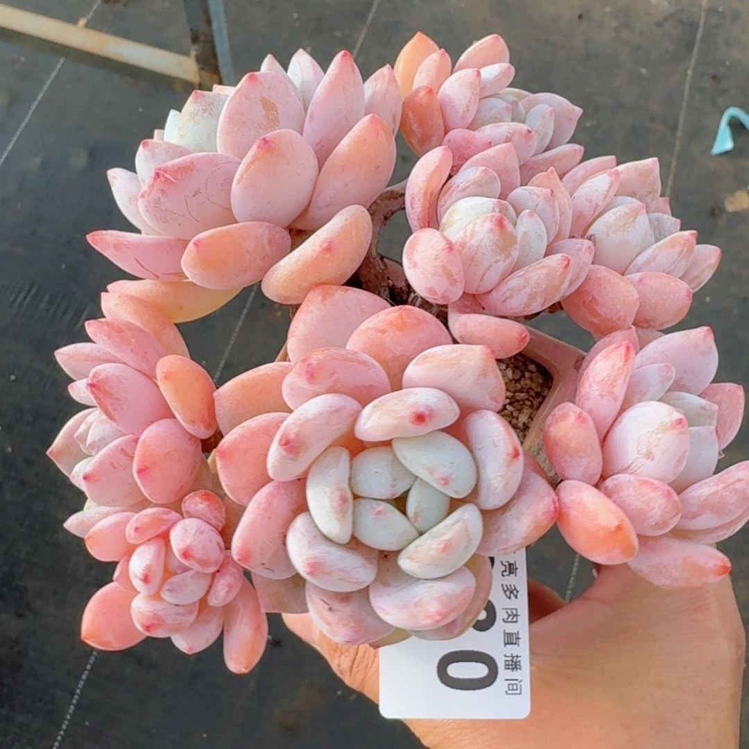 冷香群生整装无砍