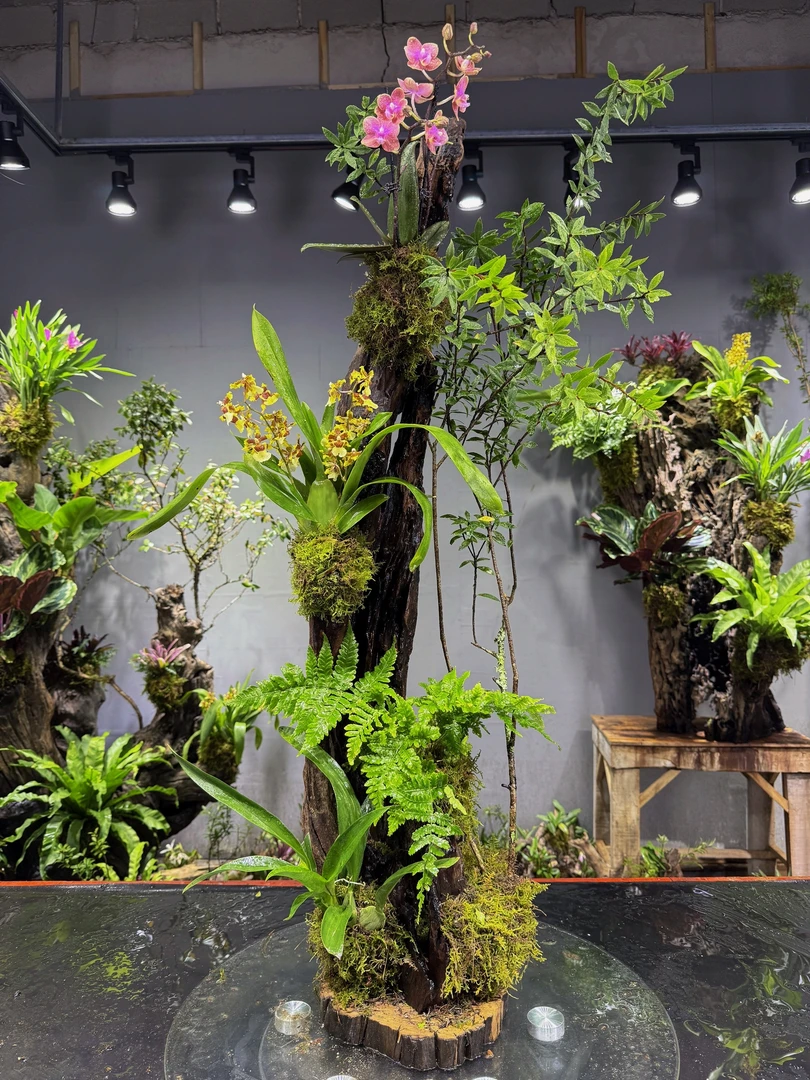 110-800五翅梅风化木绿植寄生附生植物  直播间链接一物一拍