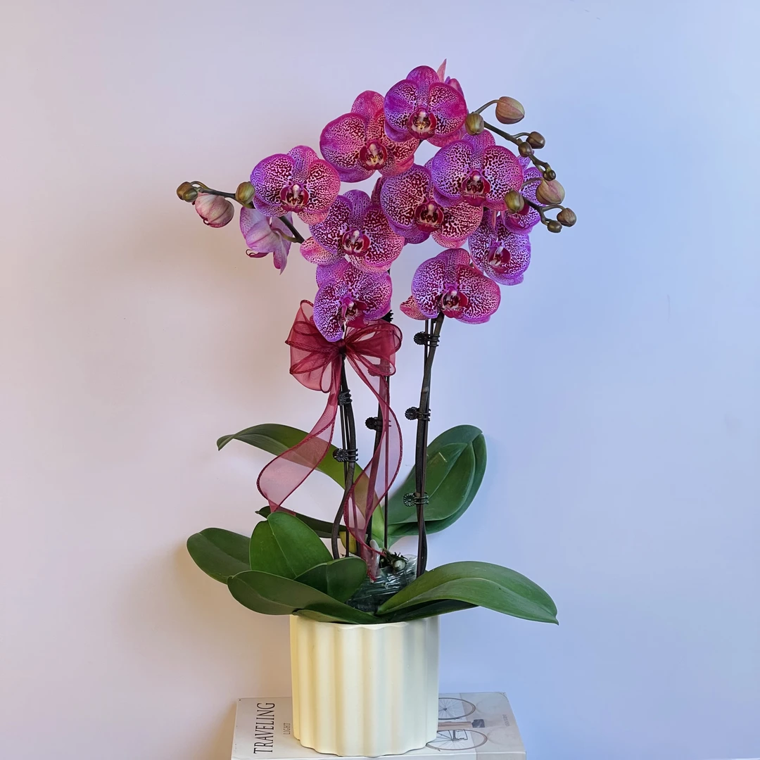 富贵吉祥 典雅紫色系泼墨蜡质中大花型蝴蝶兰【招财猫】好养耐寒