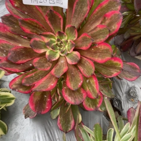 烟花多肉多肉4903