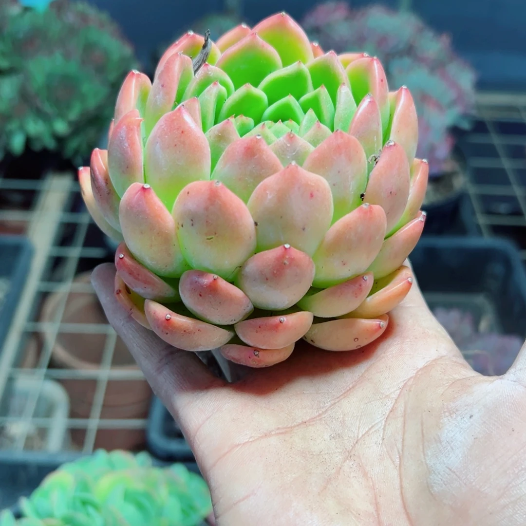 精品多肉植物老桩随机