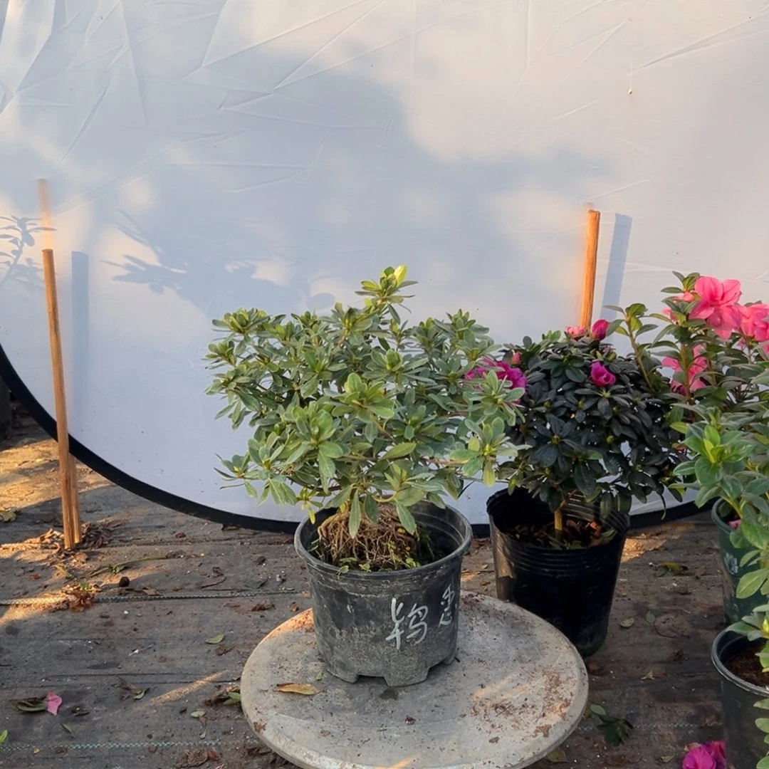 雅***趣完全开放宝惠比须杜娟花