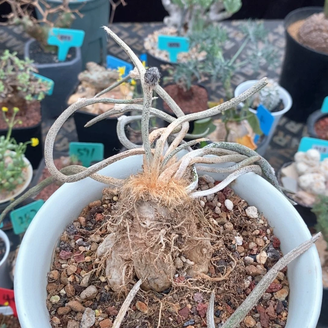 美杜莎多肉植物一个