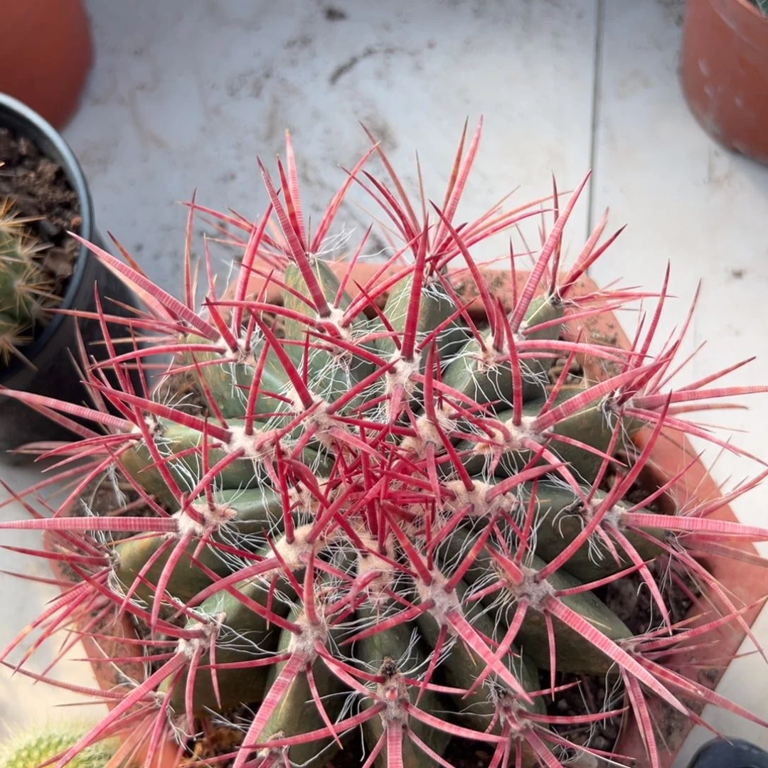 红虎随机一颗。