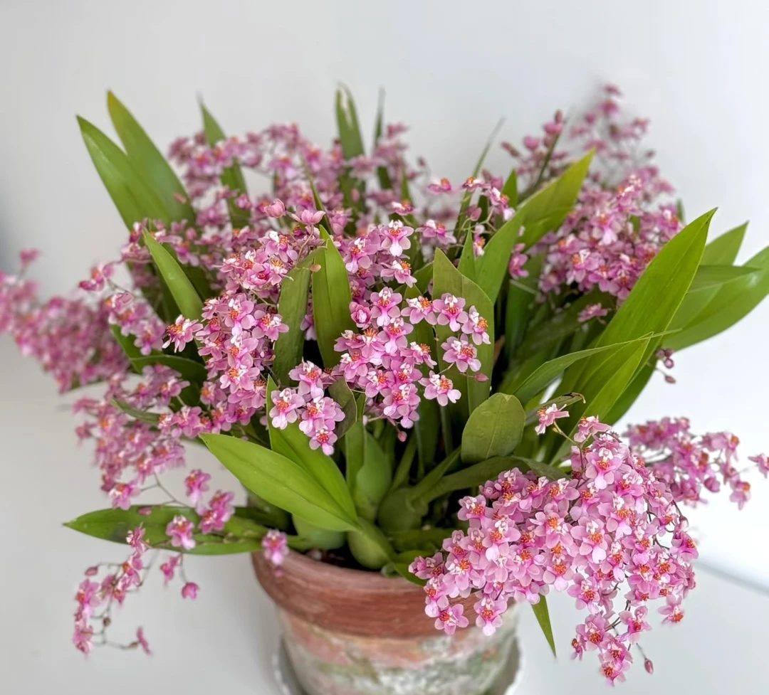 粉色梦香兰 光宗粉 爆花量大 浓香 洋兰 花期长 绿植盆栽