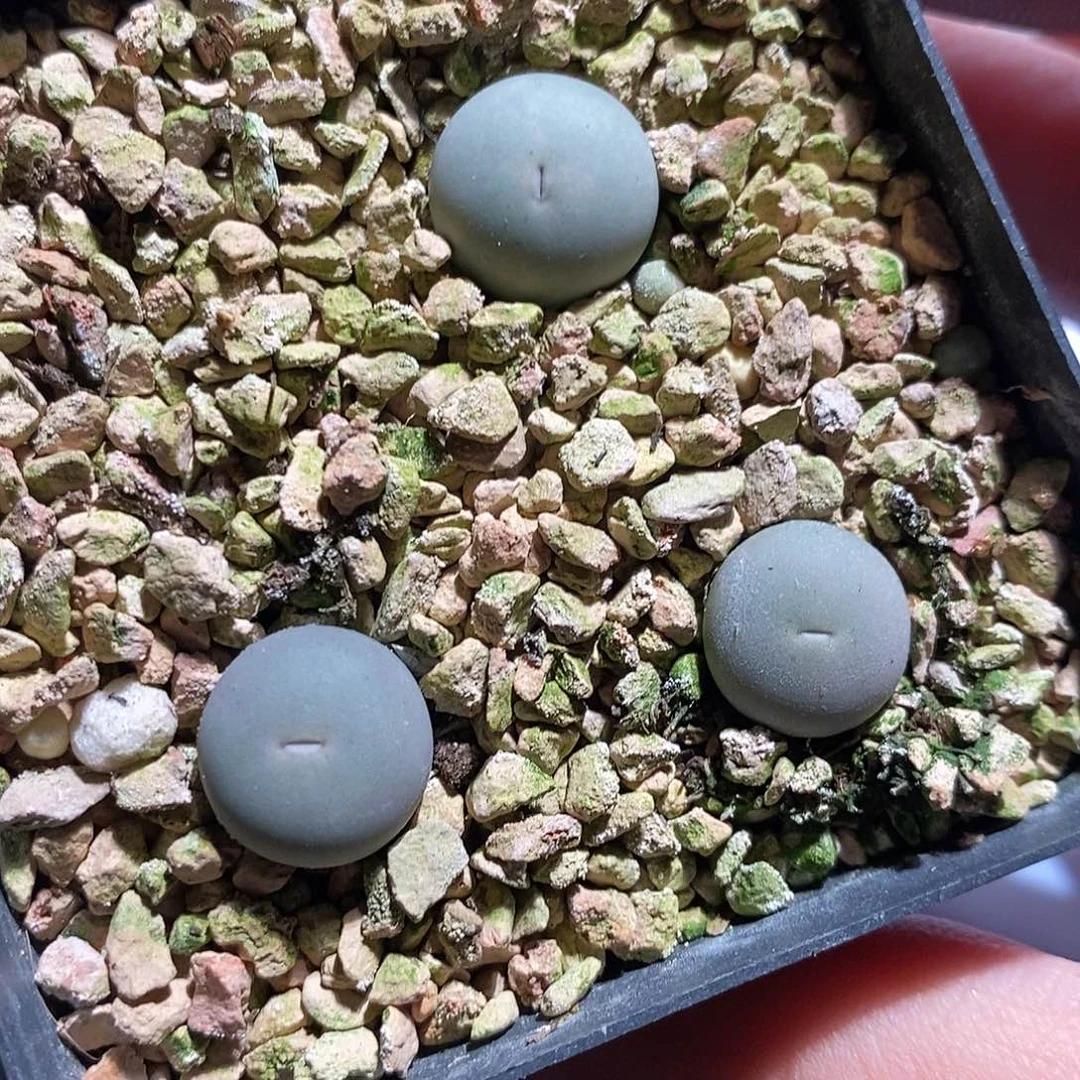 4364。      一颗v嘴434