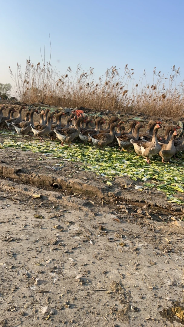 生态农村散养大雁鹅