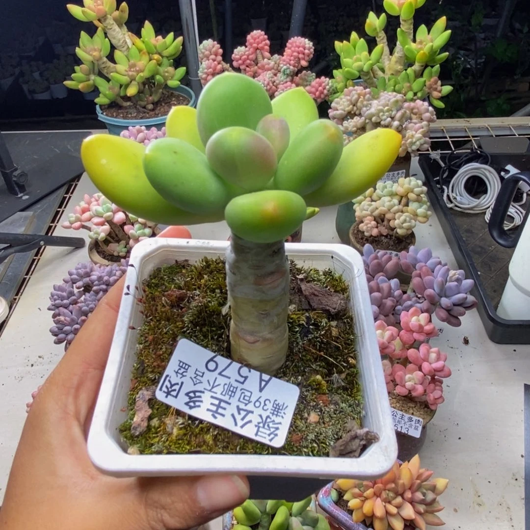 579芒果奶多肉5c m