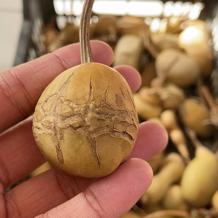 字**人vvvvvbbbbbbbbnnnnnmmmmm