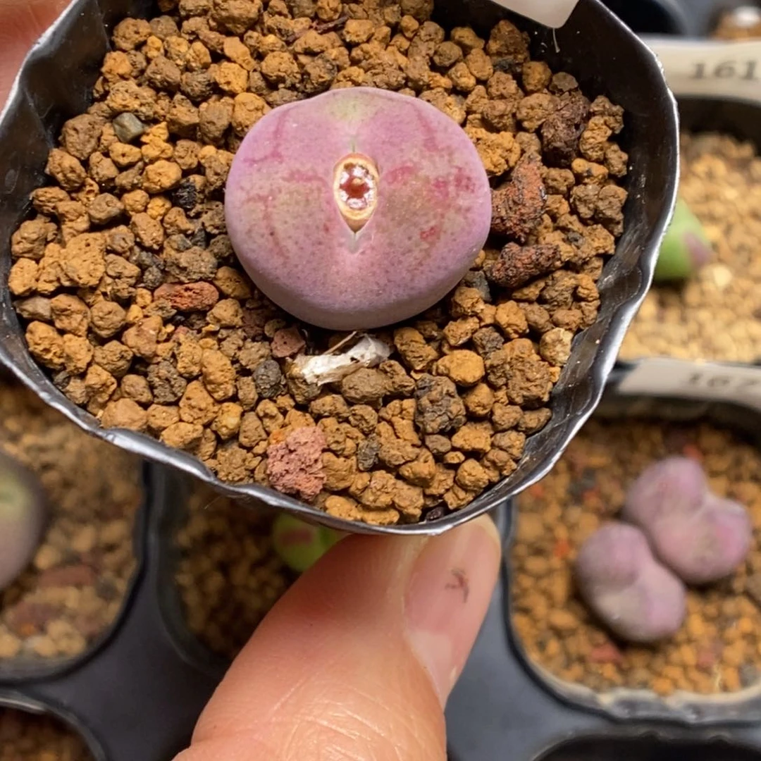 多肉植物肉锥杂交K-171