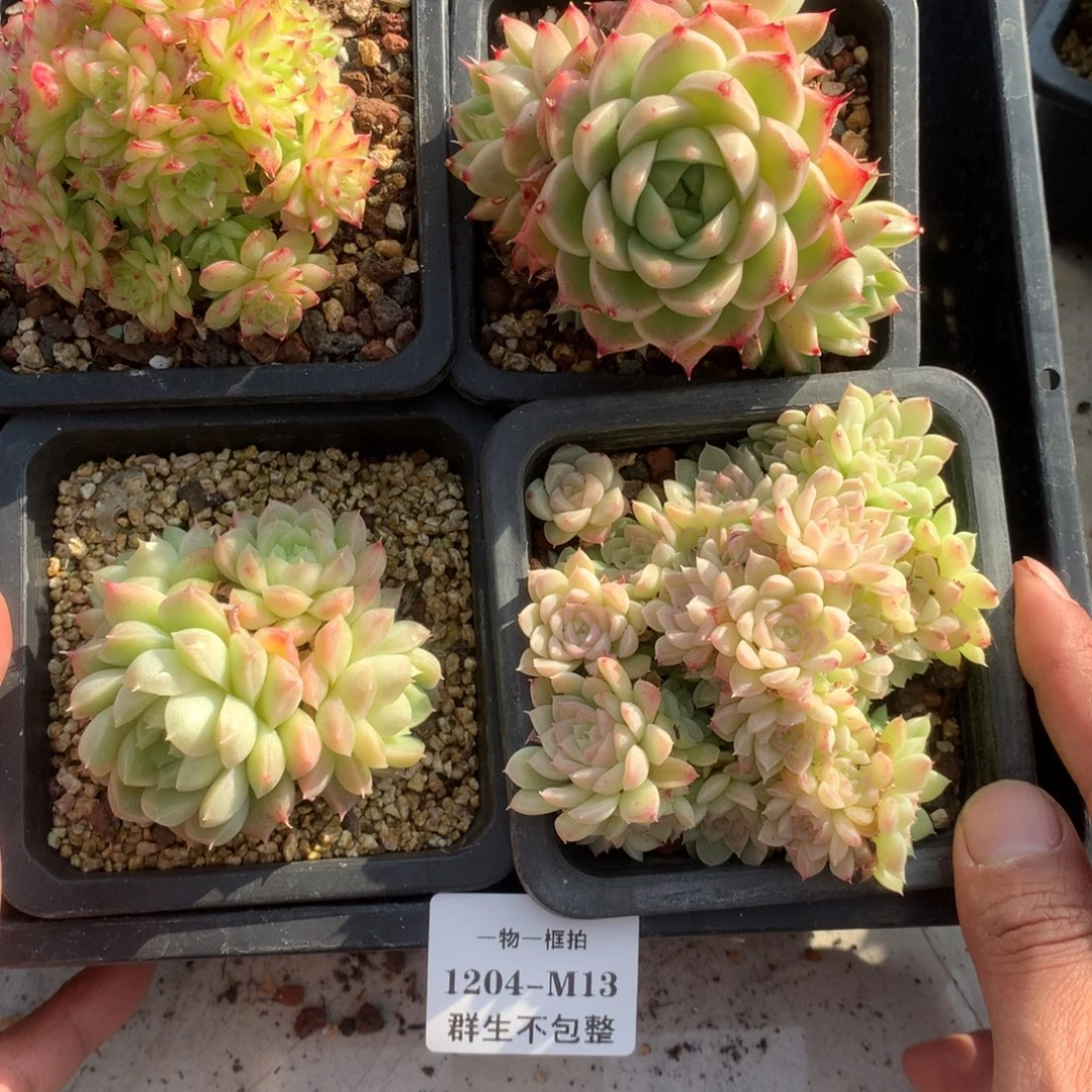 一物一框拍 1204-MI3 群生不包整4