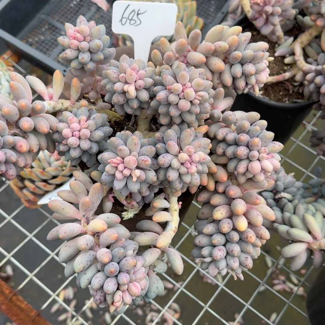 685婴儿手指肉肉肉肉肉肉