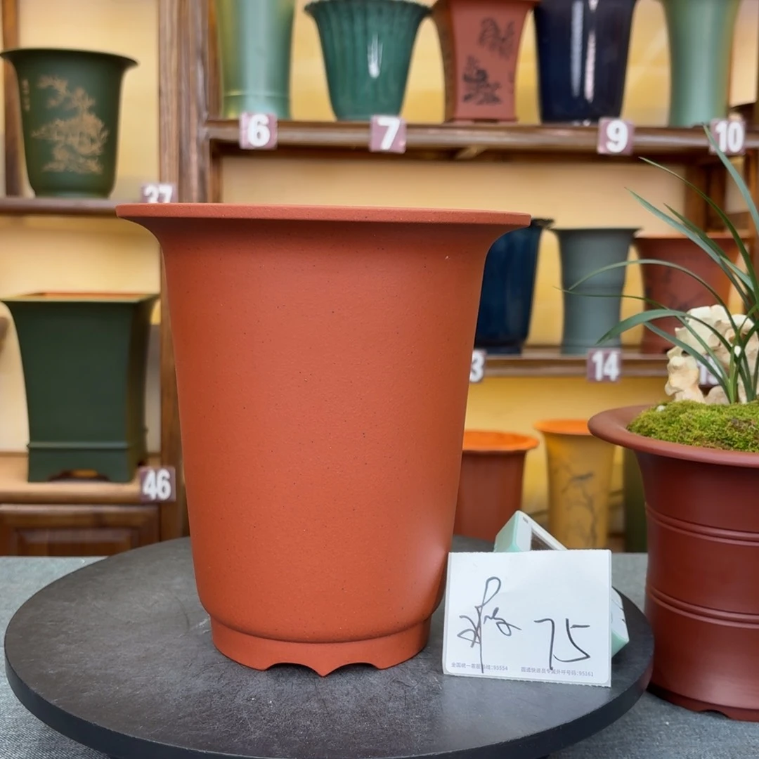 紫砂花盆兰花5555885556663