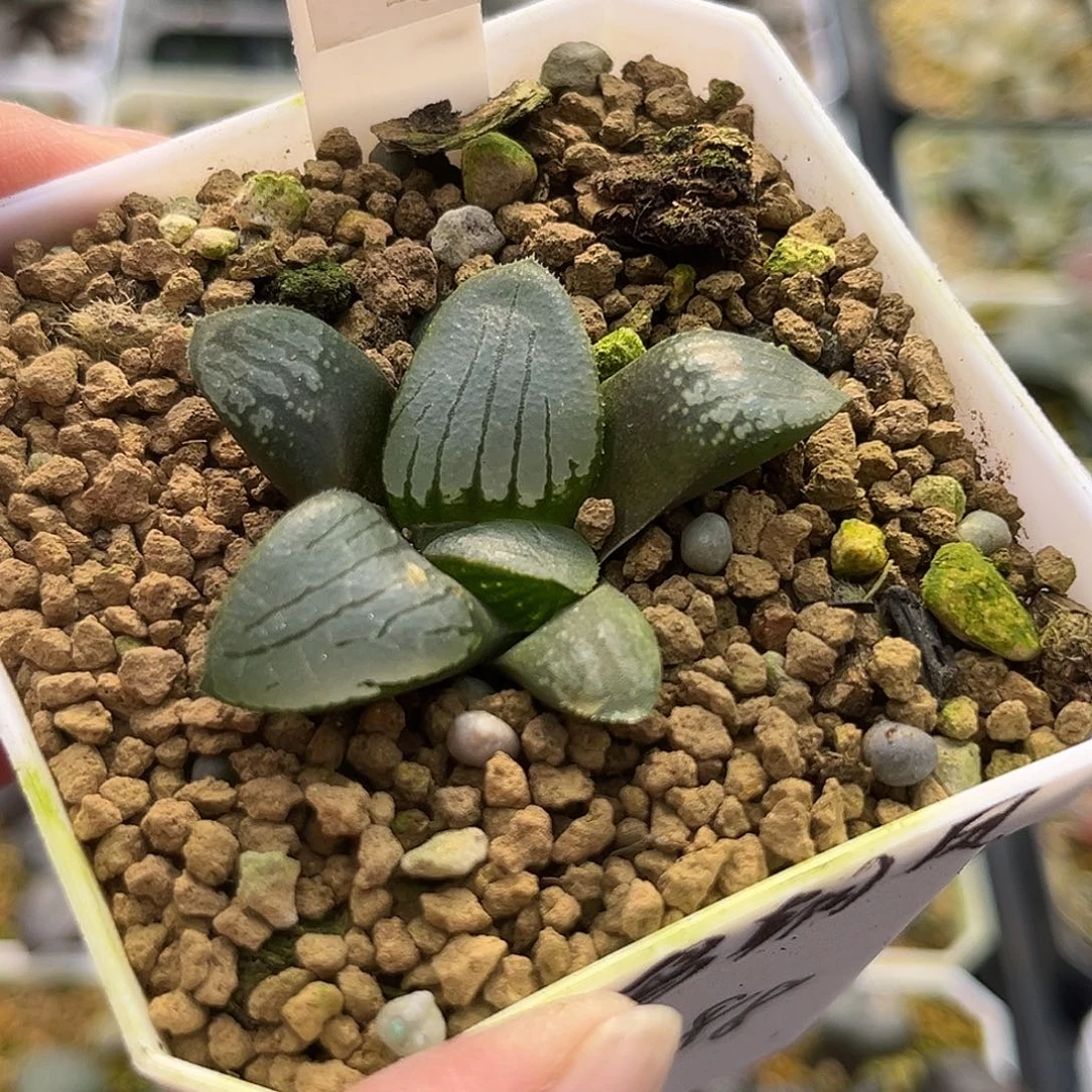 753百鸟朝凤一物一图