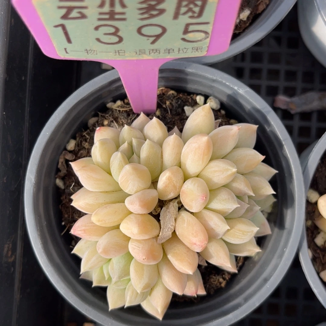 云尘多肉一物一拍1395