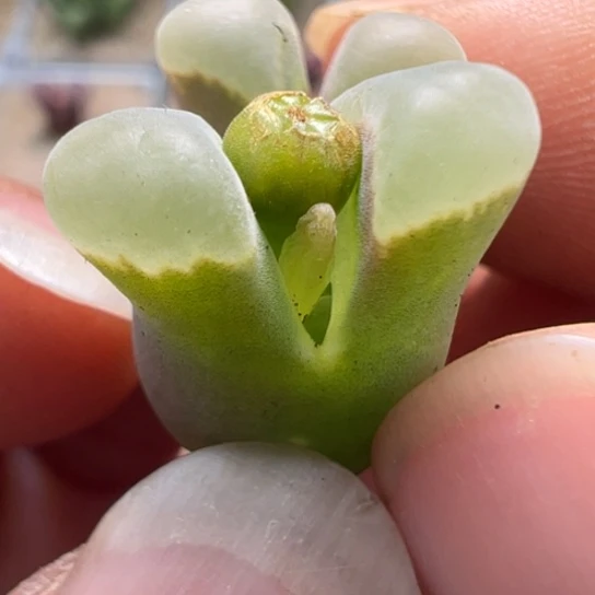 编号丢失风铃一颗139