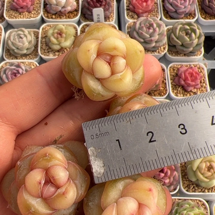 e****l350 多肉植物组合盆栽