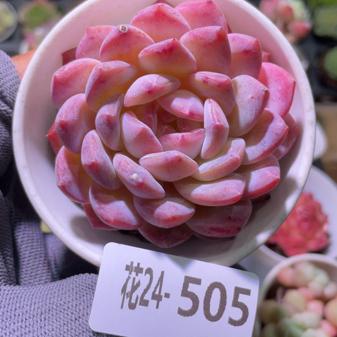 花利美24-505糖心